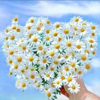 心素如简8430头像