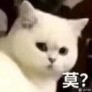 橘子喵的个人资料头像