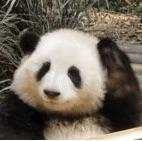 王老师真的超级无敌绝头像