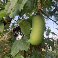 邻虚尘之邻虚尘头像