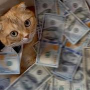 shy905的个人资料头像