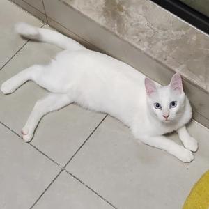 饲养一只猫头像