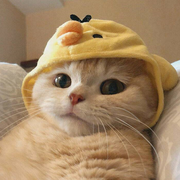 小王小王最可爱的个人资料头像