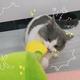 团猪咪头像