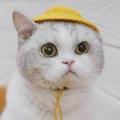 扯淡汪头像