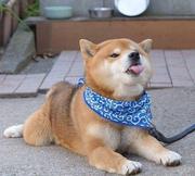 楚歌忄的个人资料头像