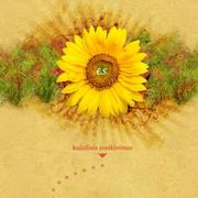 星华梦的个人资料头像