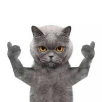 用户8903582545402头像