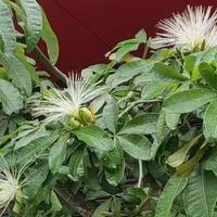 平安健康54819头像