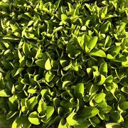 国尼莫的个人资料头像