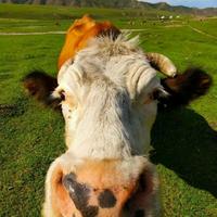 草莓小怪怪头像