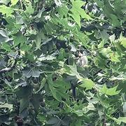 小厂也疯狂啊的个人资料头像