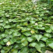 小玲子795的个人资料头像