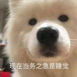 葛戈想买车头像