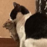 狗子奶牛头像