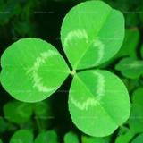 clover617头像