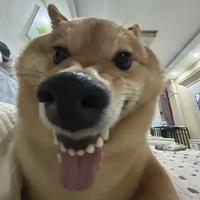 新西兰吸蜜鸟头像
