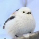 凉茶346头像