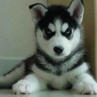 丶卖土豆的男孩头像