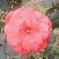 常回家看看6788头像