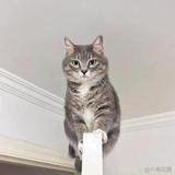 会讲话的猫二头像