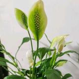 洒脱辰星Qj头像
