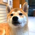 妖哥闯天涯头像