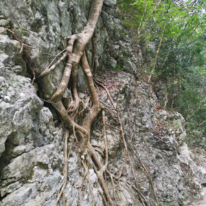 川黔小哥头像