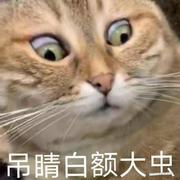 村头一只鹅鹅的个人资料头像
