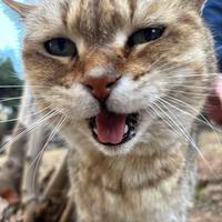 遇钱呆猫是为头像
