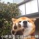 序列229 · 皇冠陆放车主·车龄2年头像