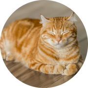 Lucas101的个人资料头像