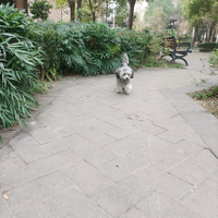 萌萌的车神头像