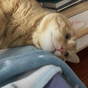 Lucky是小猫头像
