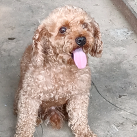 幽默的小天天头像