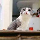 住西湖的个人资料头像