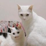 桐姐与猫头像