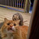 IFTTTT的个人资料头像