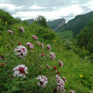 行走的晶晶头像