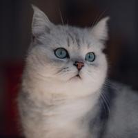 大仙跑得快头像