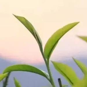 悦心茶头像