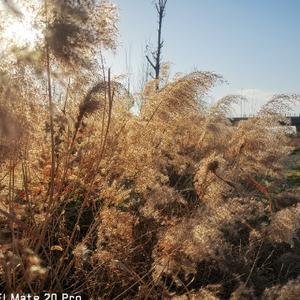 芳龄一十九岁头像