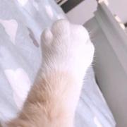 笨提莫的个人资料头像