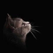 cosyprop的个人资料头像