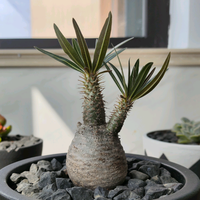 飞哥古美术头像