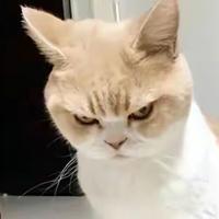 闪闪不发光的用户头像