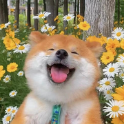 久居深巷与猫伴的个人资料头像