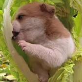 小周的音乐短视频头像