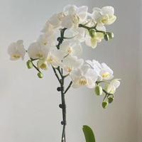 时髦扑克2Q2头像