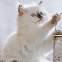 清新花猫Hh头像